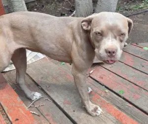Belle - American Pit Bull Terrier