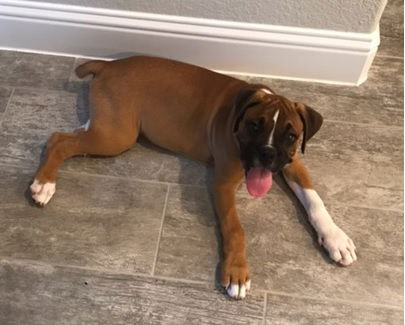 DOZER