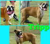 TRIPP