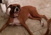 Dutchess