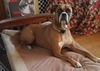 Dutchess