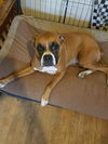 Dutchess