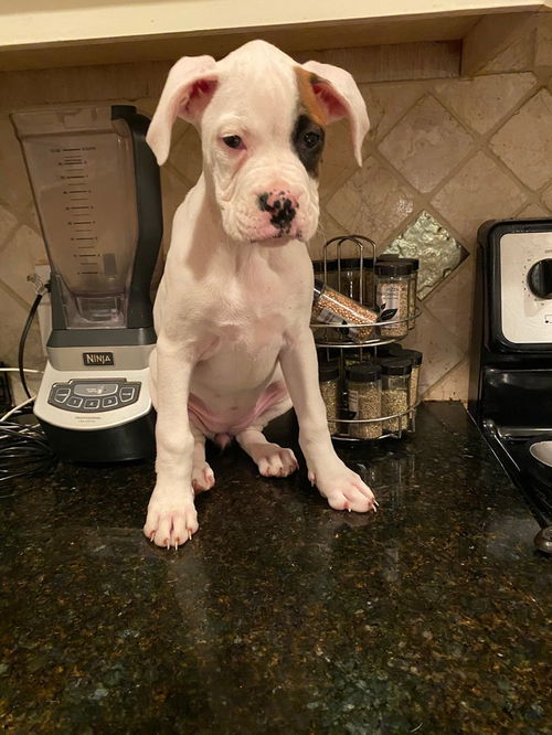 SUKI