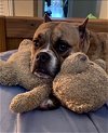 adoptable Dog in houston, TX named DEEDEE