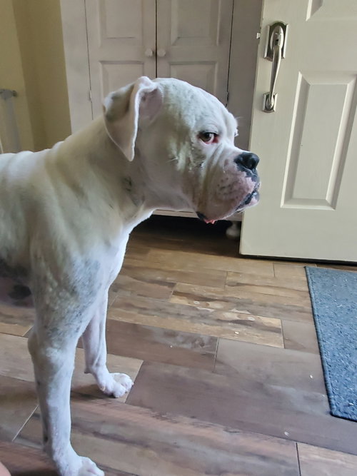 HEWITT, an adoptable Boxer in  Katy, TX