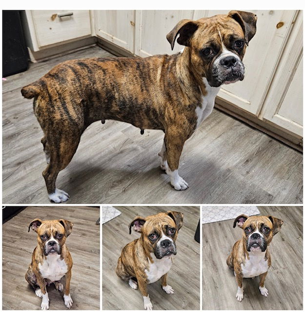 Houston best sale boxer puppies