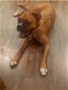 adoptable Dog in  named CAMRIE