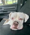 adoptable Dog in katy, TX named goober