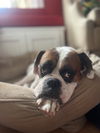 PRETZEL