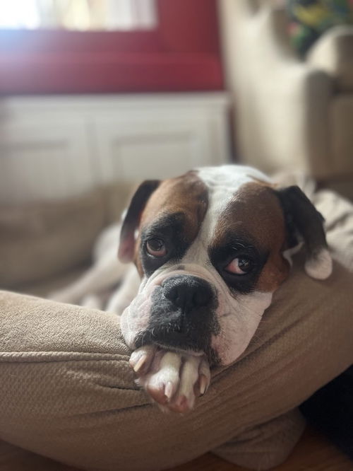 PRETZEL