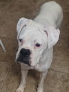 MERLE