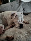 MERLE