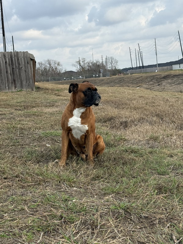 ATLAS