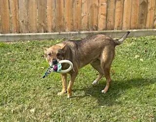 Rosie-Posie image 2