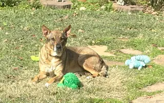 Rosie-Posie - German Shepherd