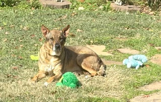 Rosie-Posie