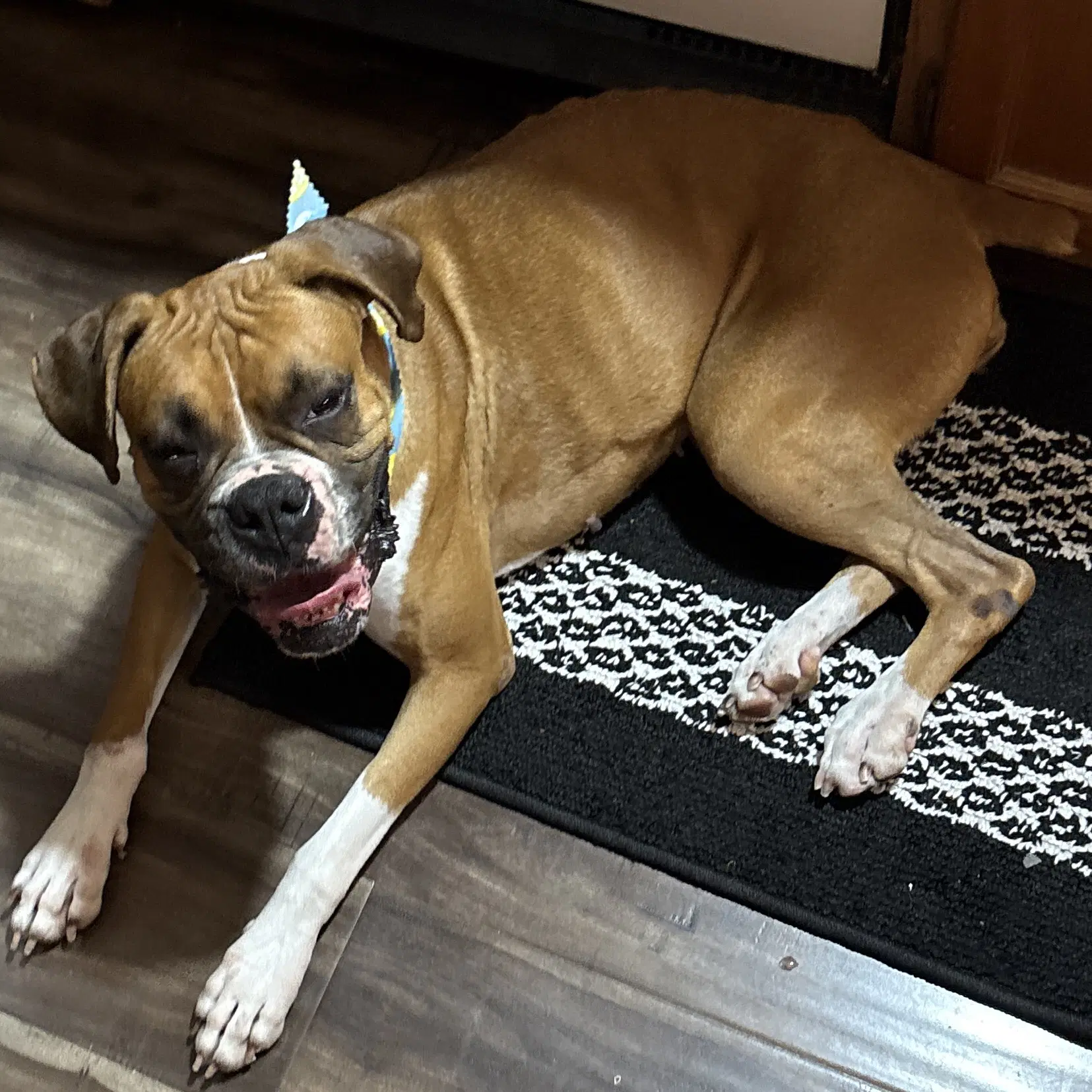Elvy - Boxer