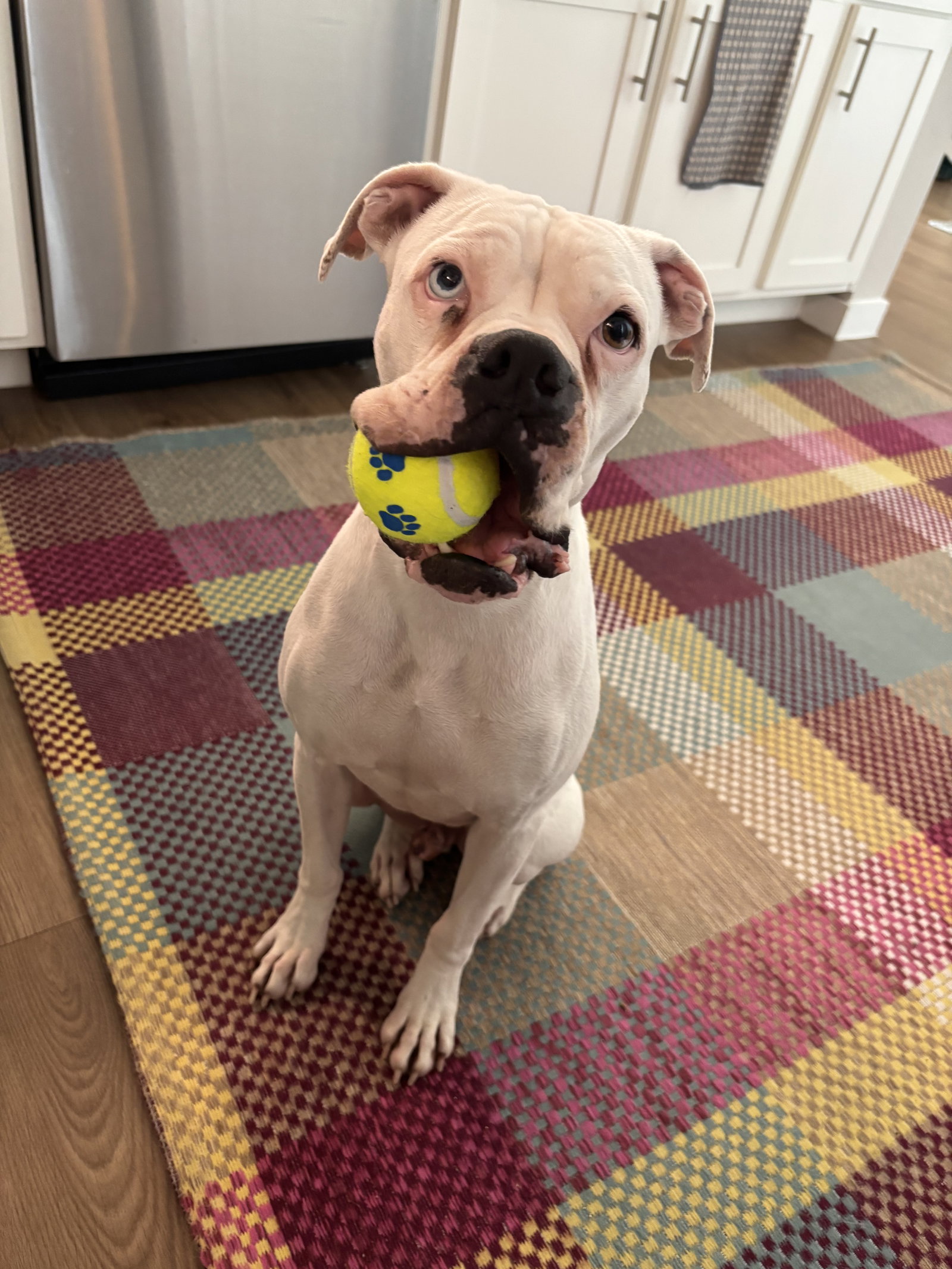 Boxer
