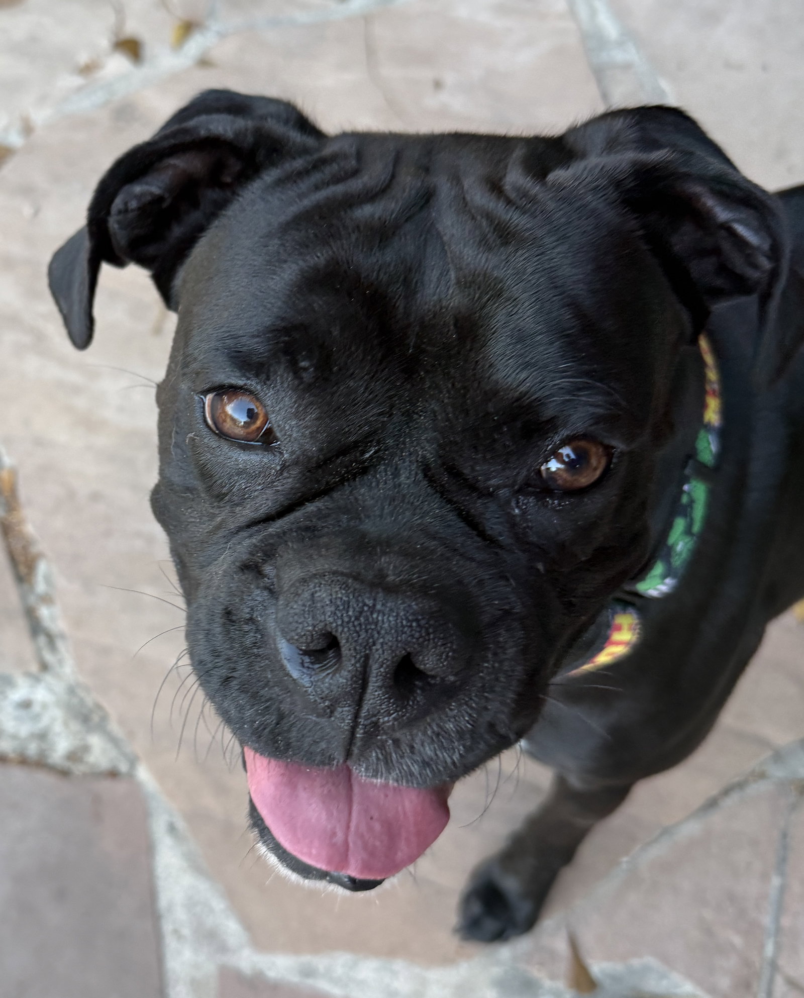 Boxer