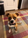 BUCKLEY
