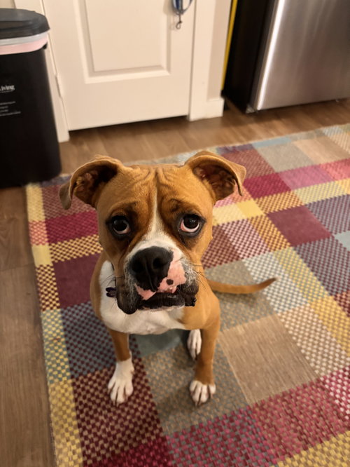 BUCKLEY, an adoptable Boxer in  Katy, TX
