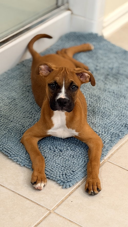 NOVA, an adoptable Boxer in  Katy, TX