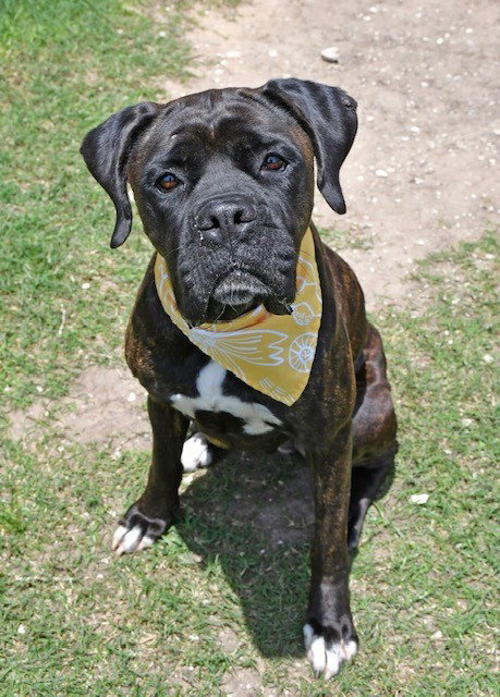 ATHENA, an adoptable Boxer in  Katy, TX