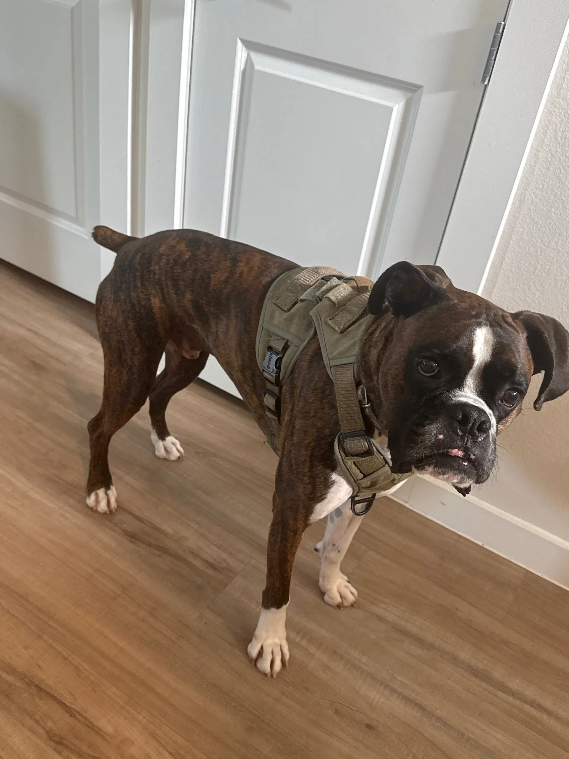 Leighton - Boxer