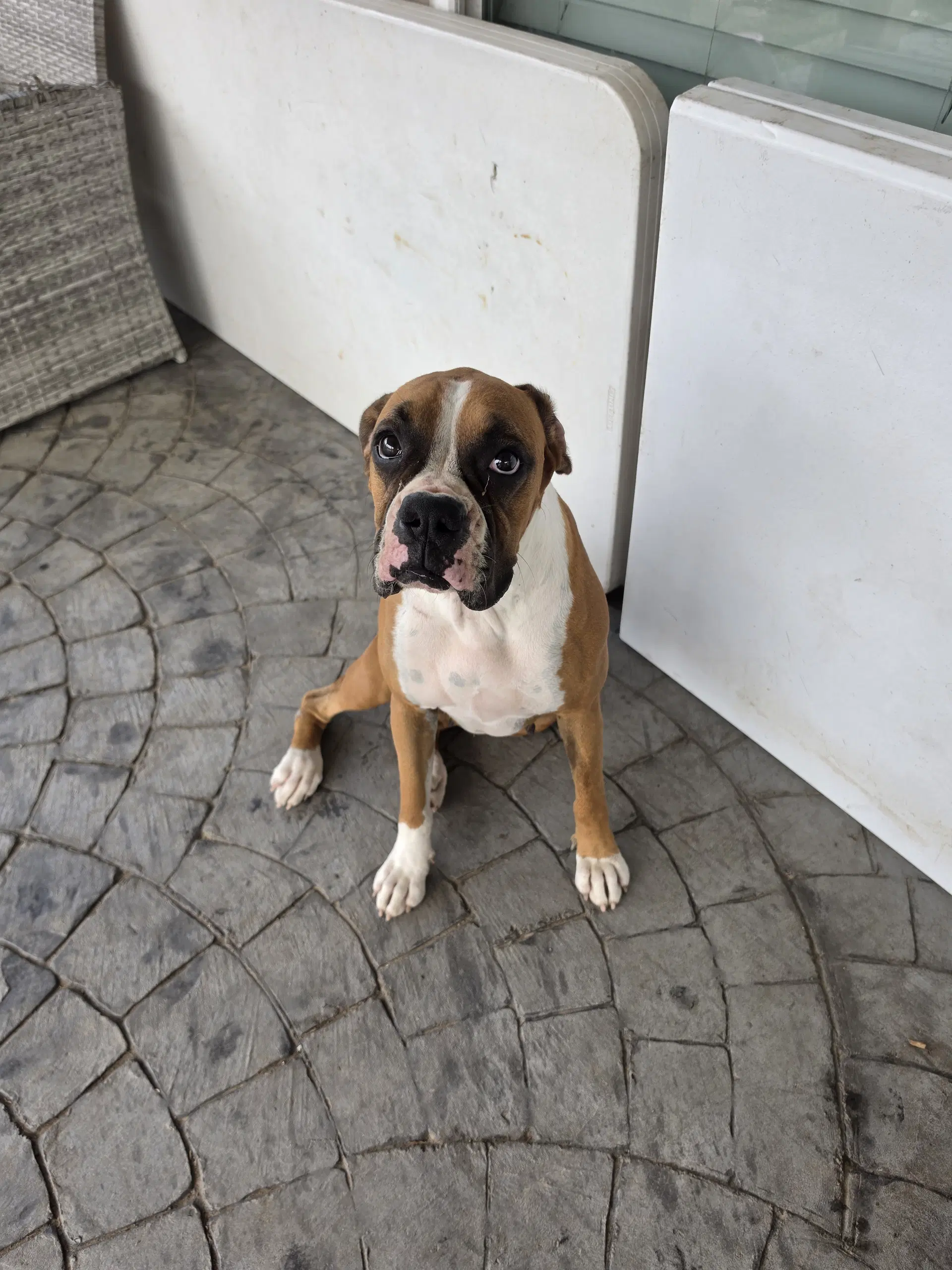 Ursula - Boxer