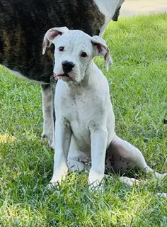 Wayne - Boxer