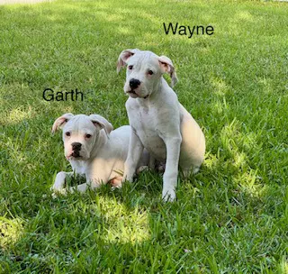 Wayne image 4