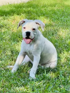 Garth - Boxer