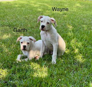GARTH