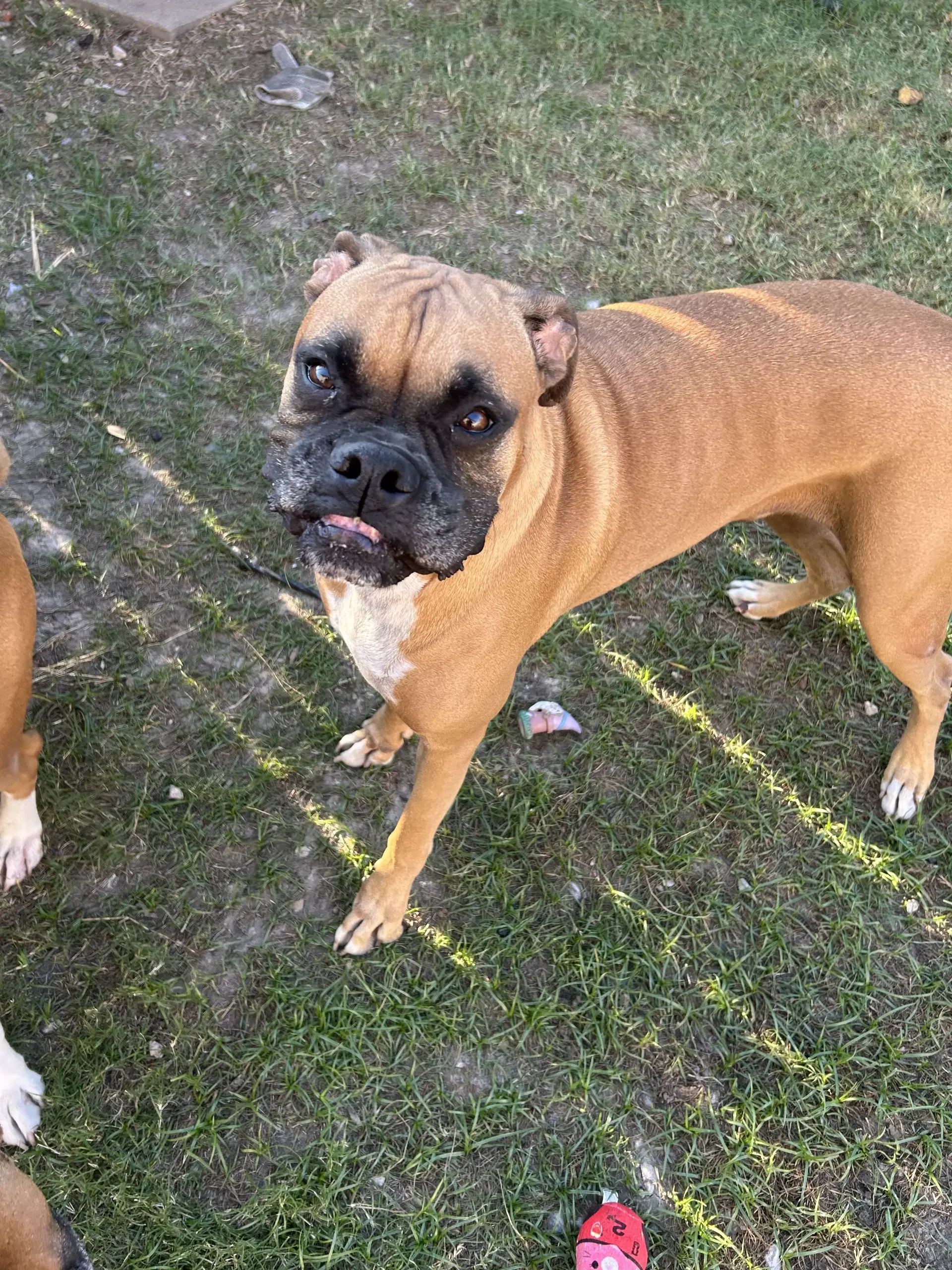 Jaxon - Boxer