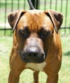 STRYKER