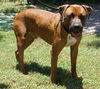 STRYKER