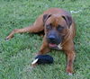 STRYKER
