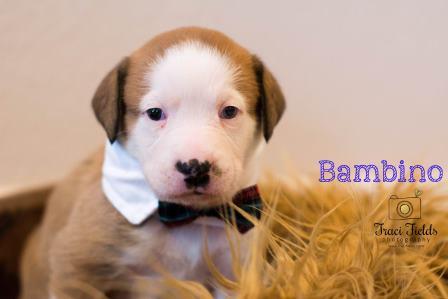 BAMBINO