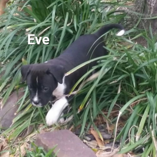 EVE