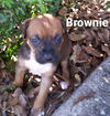 BROWNIE