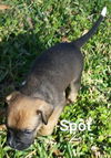 SPOT