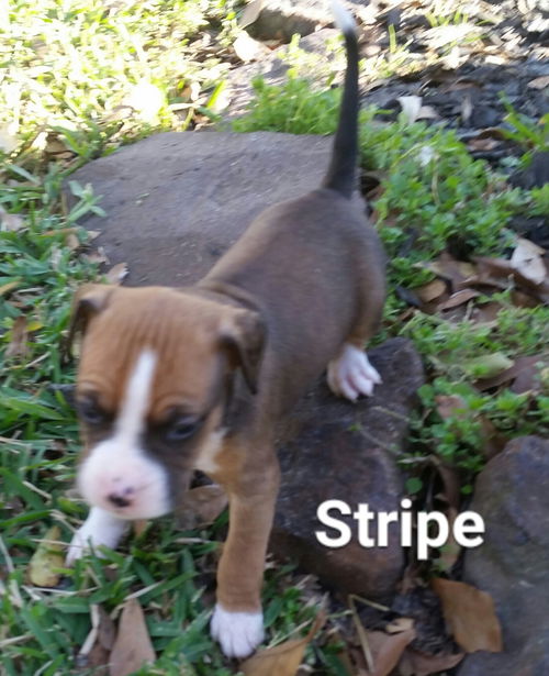 STRIPE