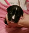 BRUTUS