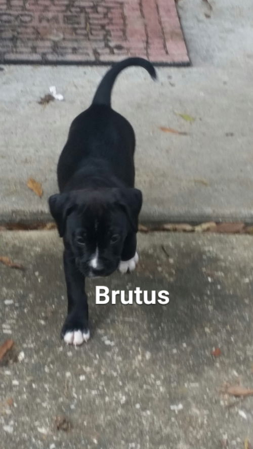 BRUTUS