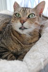 adoptable Cat in Markham, ON named Zoe - Sponsored by Andrea D. (Walli)