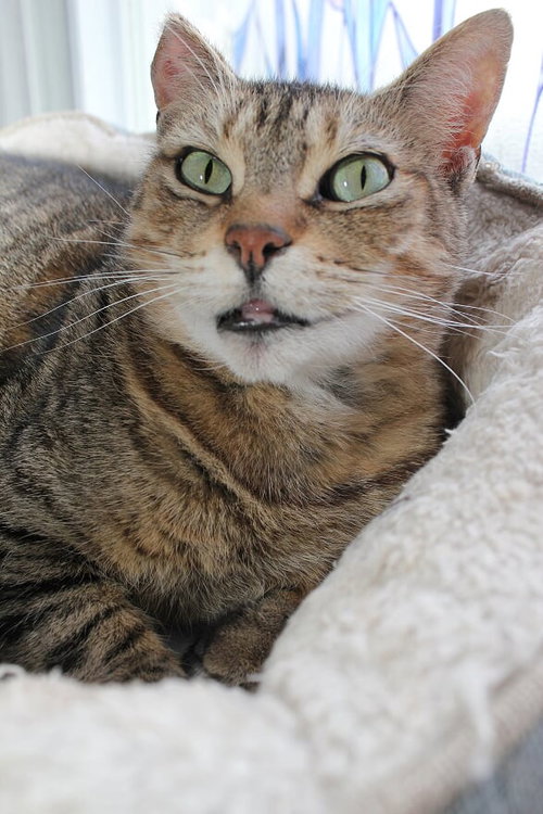 ZOE - SPONSORED BY ANDREA D. (WALLI) - Domestic Short Hair available for adoption