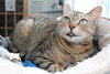 Zoe - Sponsored by Andrea D. (Walli) - Photo 2