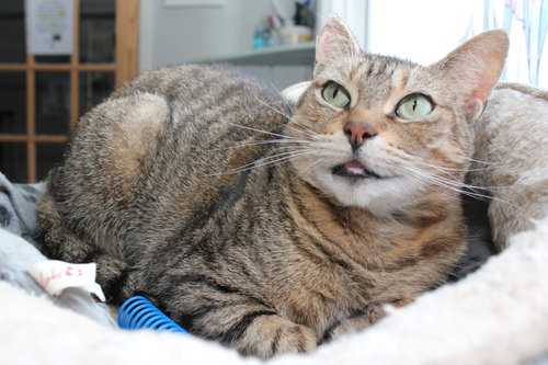 ZOE - SPONSORED BY ANDREA D. (WALLI) - Domestic Short Hair available for adoption