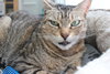 Zoe - Sponsored by Andrea D. (Walli) - Photo 3