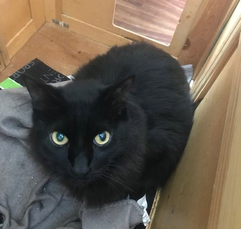ROD - SPONSORED BY MARIYA G. - Domestic Long Hair available for adoption